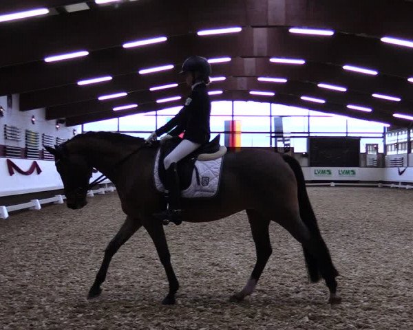 Reitturnier Alt Marl 2019