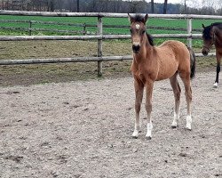 Cavallo da Dressage Double Diamond N (Westfale, 2021, di Double Cream)