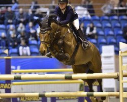 jumper Velina 7 (Holsteiner, 2005, from Limbus)