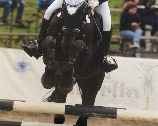 jumper Pik Sieben 16 (German Sport Horse, 2005, from Pessoa VDL)