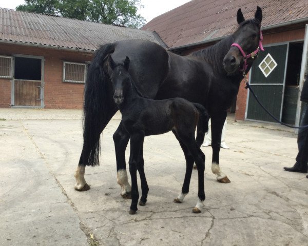 horse Clinton's Springwonder (Hanoverian, 2016, from Clinton's Heart)
