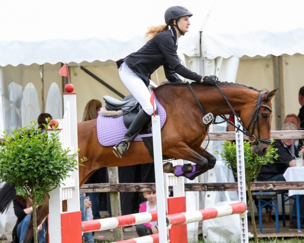 Springpferd Really Royal Ronja (Deutsches Reitpony, 2007, von Cyriac WE) Springpferd Really Royal Ronja (Deutsches Reitpony, 2007, von Cyriac WE)