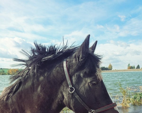 broodmare Gina (German Riding Pony, 1997, from Durello)