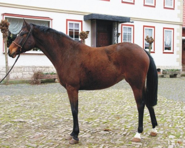 broodmare Heika (Oldenburg, 2003, from Harvard)