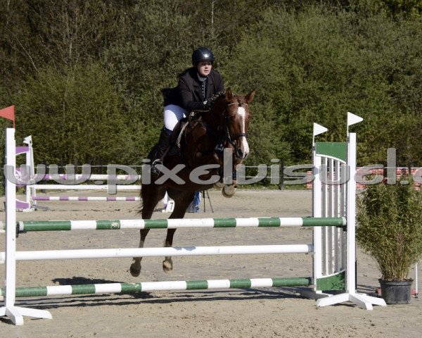 jumper Bailey 85 (Luxembourg horse, 2009)