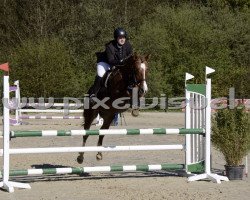 jumper Bailey 85 (Luxembourg horse, 2009)