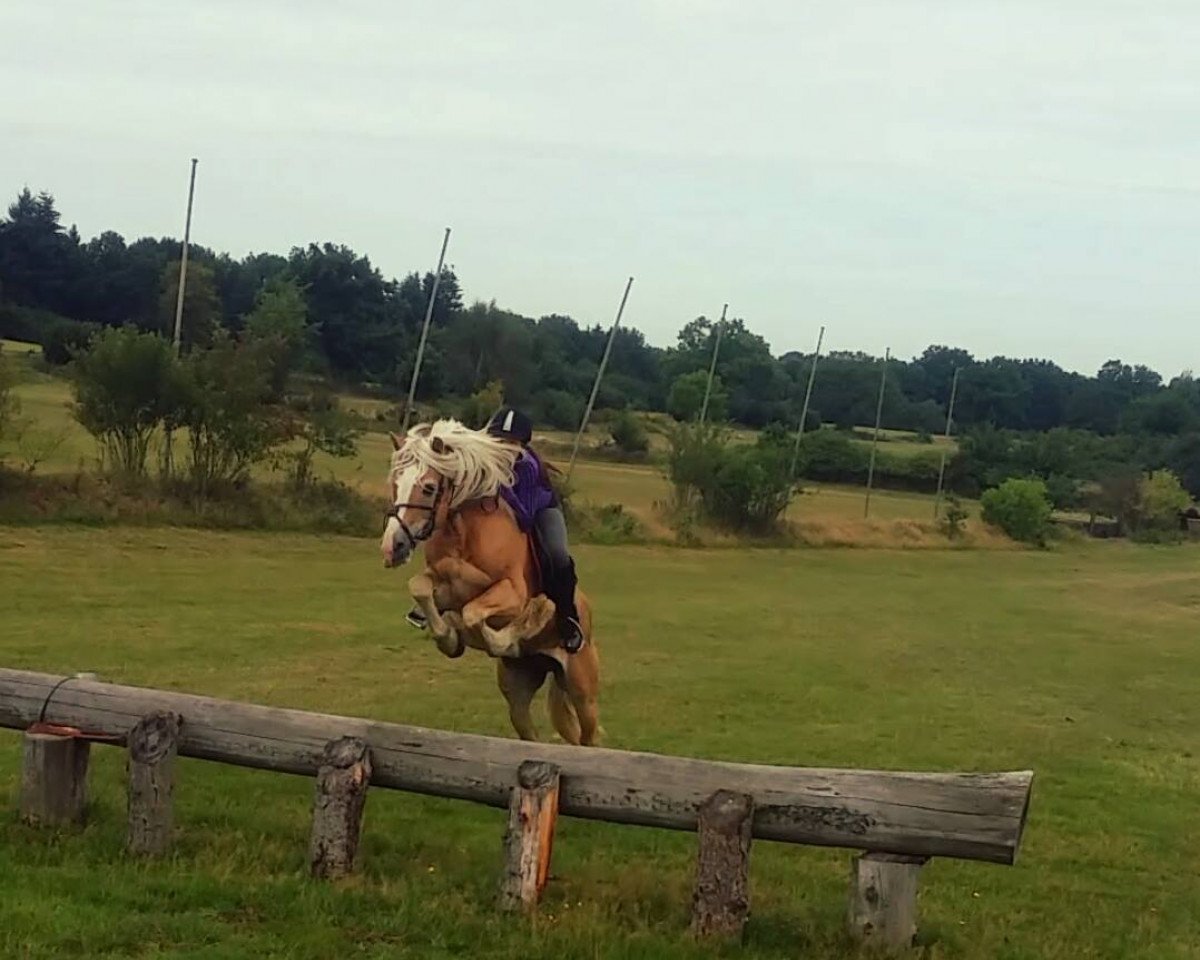 Deckhengst Wotan (0,78% ox) (Haflinger, 1993, von Wallenstein (1,57% ox))
