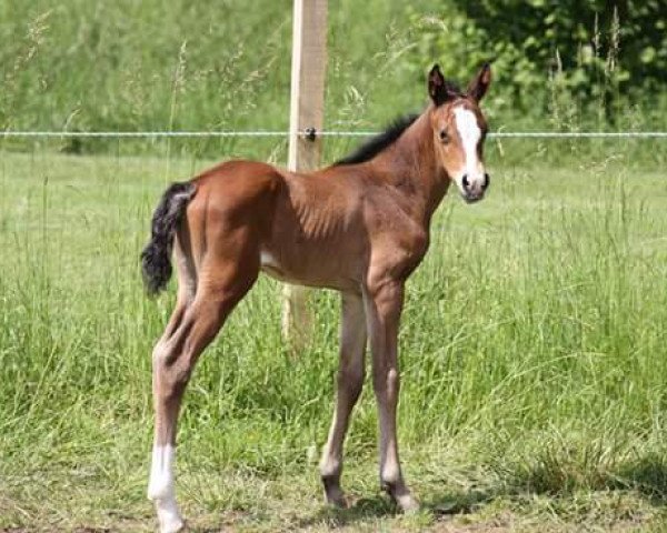 horse Amina d'Amour (Bavarian, 2016, from Actender)