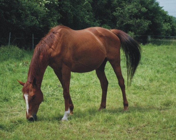 broodmare Pramina xx (Thoroughbred, 1994, from Chief Singer xx)