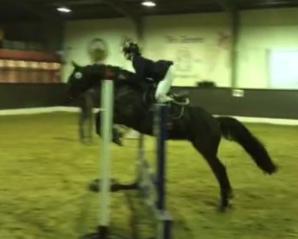 broodmare Ekarenia (Trakehner, 2001, from Buddenbrock)