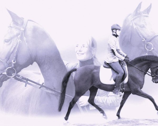 Pferd Valido's Co (Deutsches Reitpony, 2009, von Valido's Highlight)