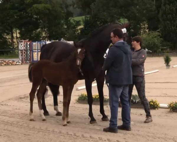 jumper Cascalotte (Westphalian, 2016, from Cascavelle NT)