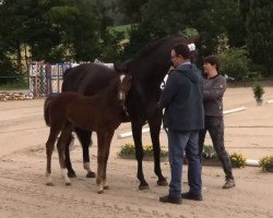 Springpferd Cascalotte (Westfale, 2016, von Cascavelle NT)
