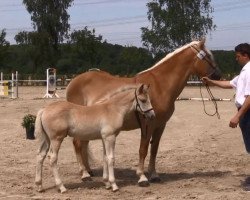 horse Abari (Haflinger, 2016, from Allerdings 4)