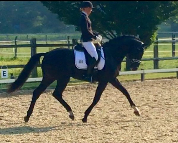 dressage horse Space Shuttl (Hanoverian, 2012, from Surprice)