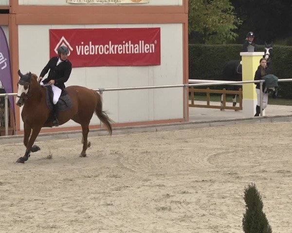 Reitturnier Durmersheim-Hardt 2021