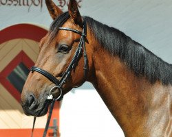 jumper Collino V. Schloesslihof CH (Swiss Warmblood, 2009, from Collindro R)