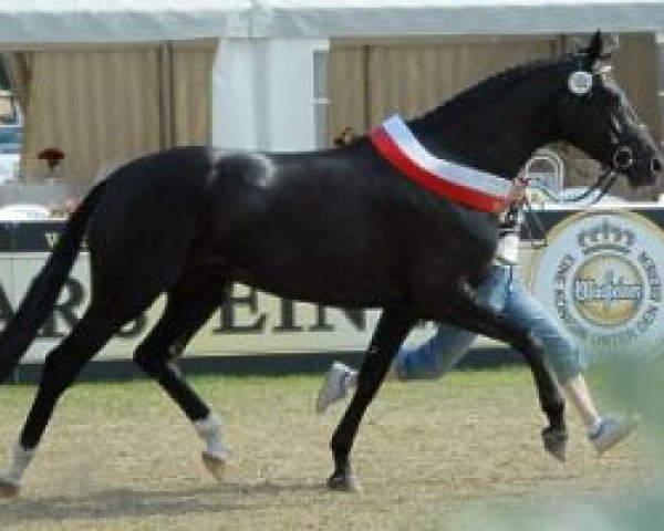 broodmare Havanna Flair (Westphalian, 2003, from Hohenstein I)