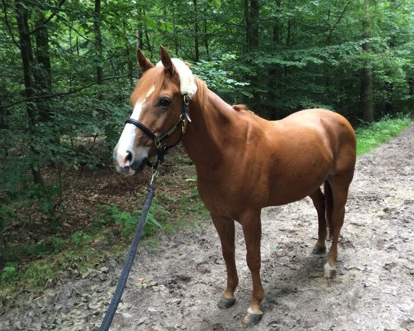 dressage horse Dream Boy 52 (German Riding Pony, 1998, from Discovery AA)