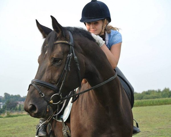 dressage horse Spirit 170 (Westphalian, 2004, from Show Star) dressage horse Spirit 170 (Westphalian, 2004, from Show Star)