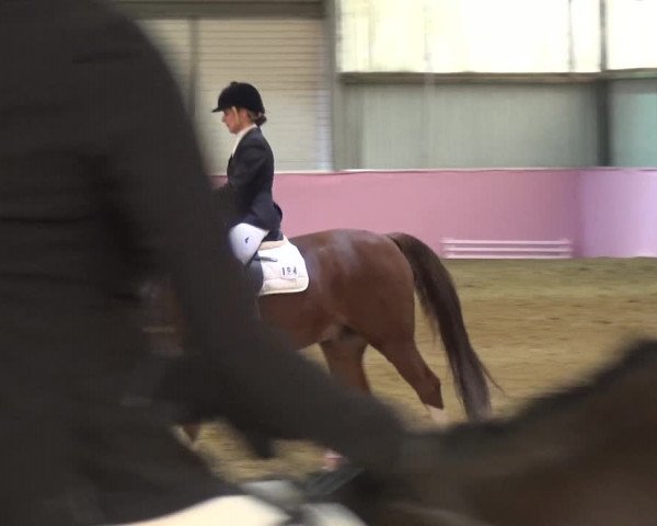 Reitturnier Troisdorf - Haus Rott 2019