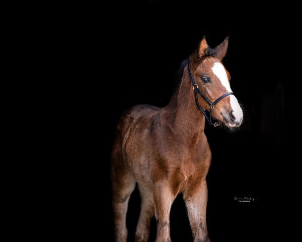 horse Champion d‘Amour (Westphalian, 2021, from Chubakko)