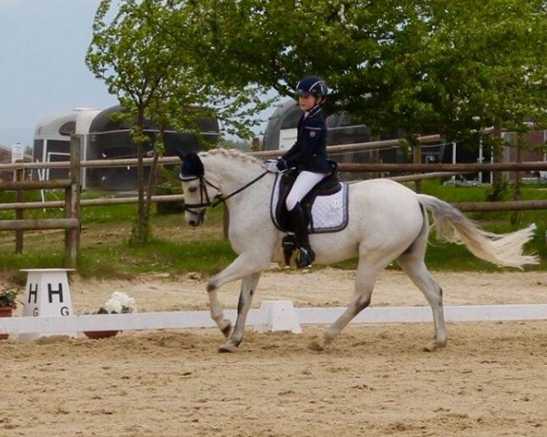 dressage horse Nando 466 (Pony without race description, 2003)