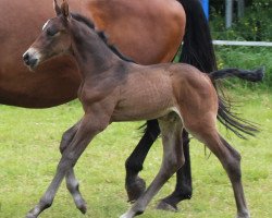 broodmare Missanga 7 (Holsteiner, 2016, from Quibery 3)