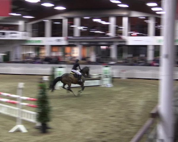 Reitturnier Münster-Handorf 2019