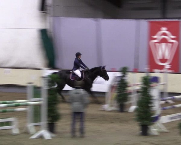 Reitturnier Münster-Handorf 2019