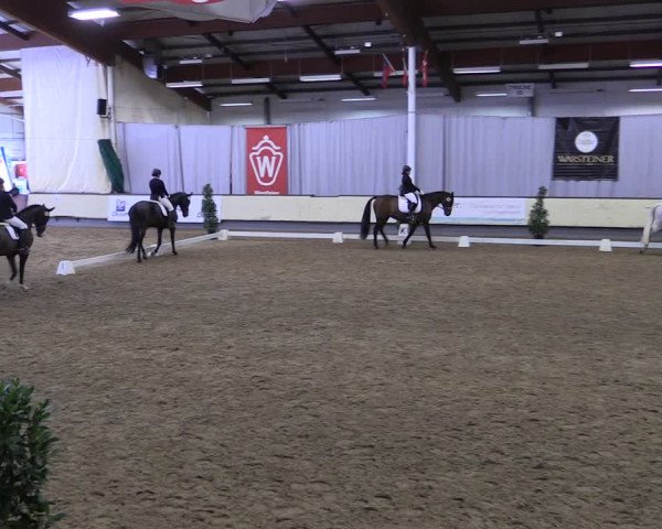 Reitturnier Münster-Handorf 2019