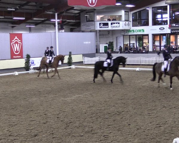 Reitturnier Münster-Handorf 2019