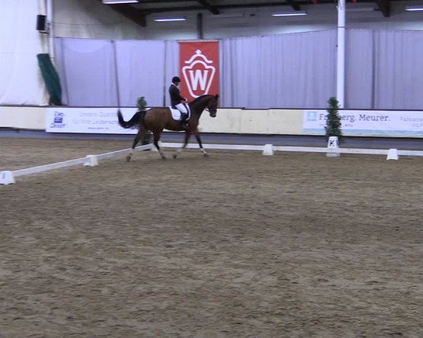 Reitturnier Münster-Handorf 2019