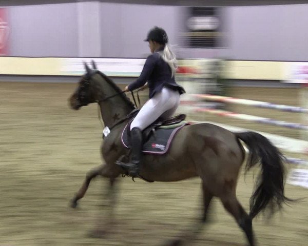 Reitturnier Münster-Handorf 2019