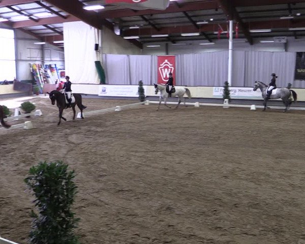 Reitturnier Münster-Handorf 2019