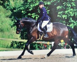 jumper Cediano (Hanoverian, 2012, from Christ)