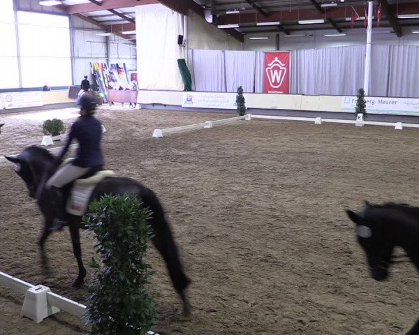 Reitturnier Münster-Handorf 2019