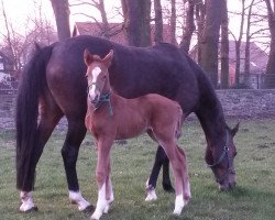 Pferd Hengst von Cosmopolitan D / Voltaire (Deutsches Reitpony, 2016, von Cosmopolitan NRW)