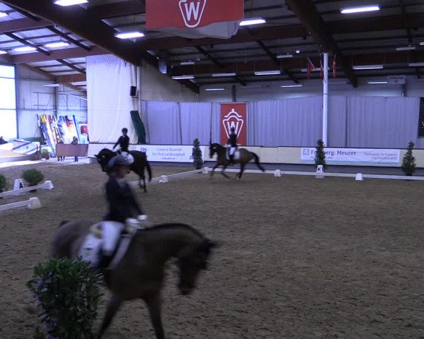 Reitturnier Münster-Handorf 2019