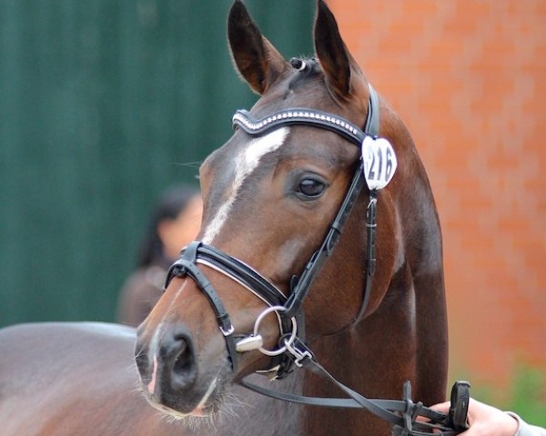 broodmare Faye Dunaway (Oldenburg, 2010, from Quaterback)