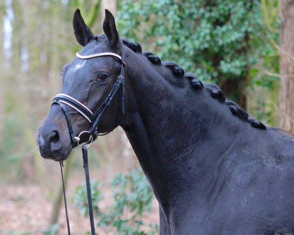 broodmare Felicia Mm (Oldenburg, 2012, from den Haag 12)