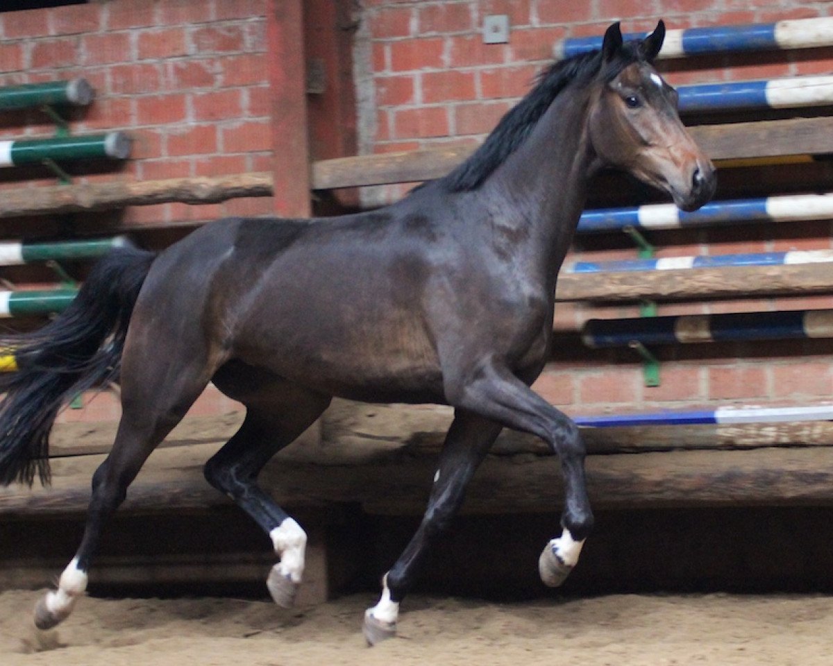 Zuchtstute Lady Like AK (Oldenburger, 2009, von Fidertanz)