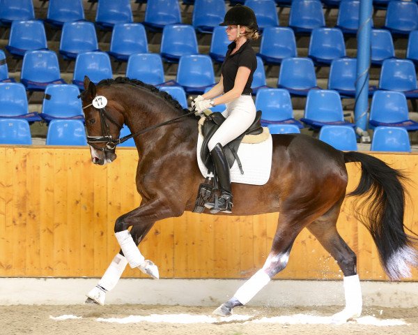 Zuchtstute Lady Amour AK (Oldenburger, 2013, von San Amour I)