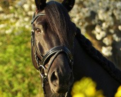 dressage horse Van Ozzy (Westphalian, 2006, from Van the Man)