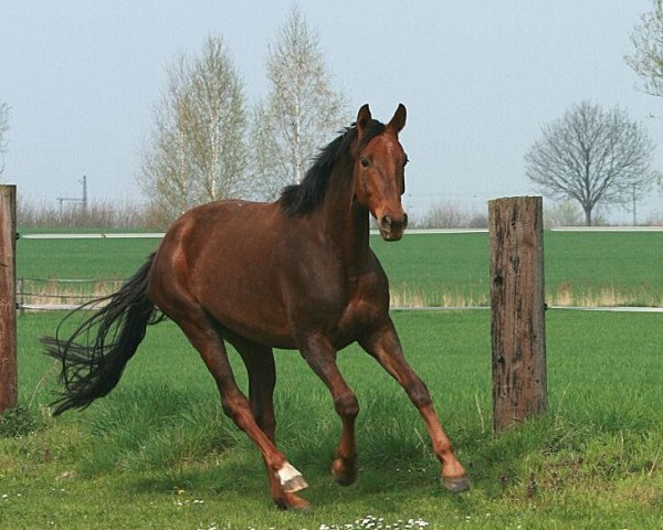 Pferd Dornröschen 72 (Hannoveraner, 2012, von Don Darius)