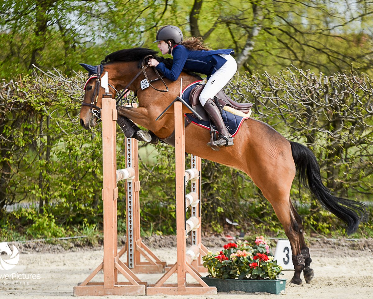 jumper Orchid's Djakarta (New Forest Pony, 2008, from Kantje's Carlando)