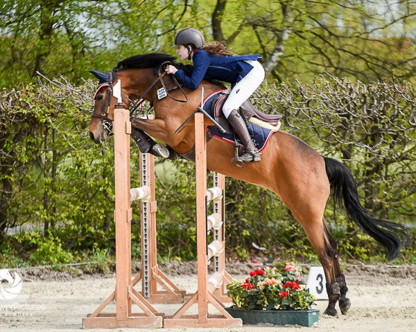 jumper Orchid's Djakarta (New Forest Pony, 2008, from Kantje's Carlando)