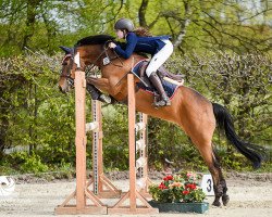 jumper Orchid's Djakarta (New Forest Pony, 2008, from Kantje's Carlando)