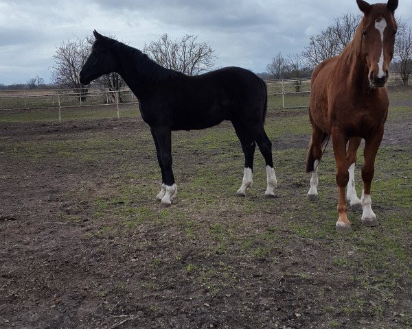 horse Belles-Spoir (German Sport Horse, 2009, from Belissimo NRW)