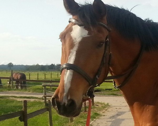 horse Baddy (KWPN (Royal Dutch Sporthorse), 2002, from Niveau)